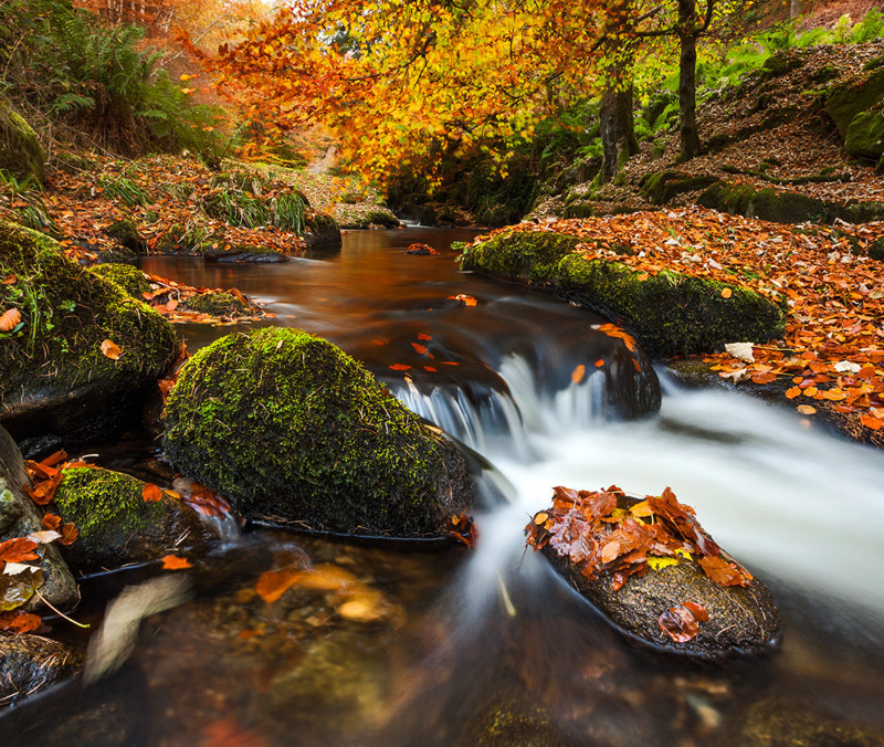 Colours Of Autumn - Co Wicklow