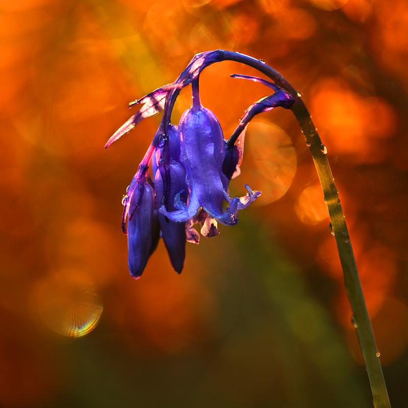Derrymore Bluebells - Co Armagh