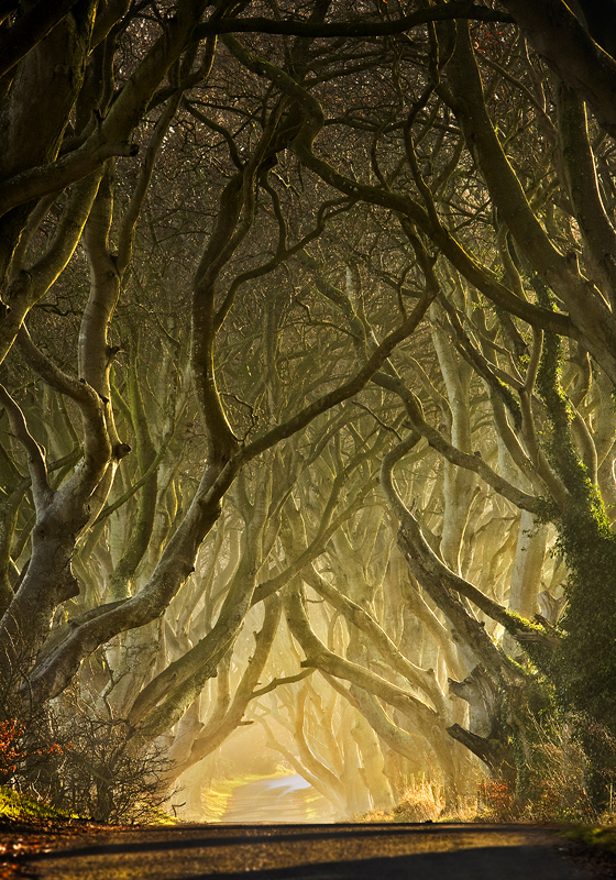 Entwined - Co Antrim