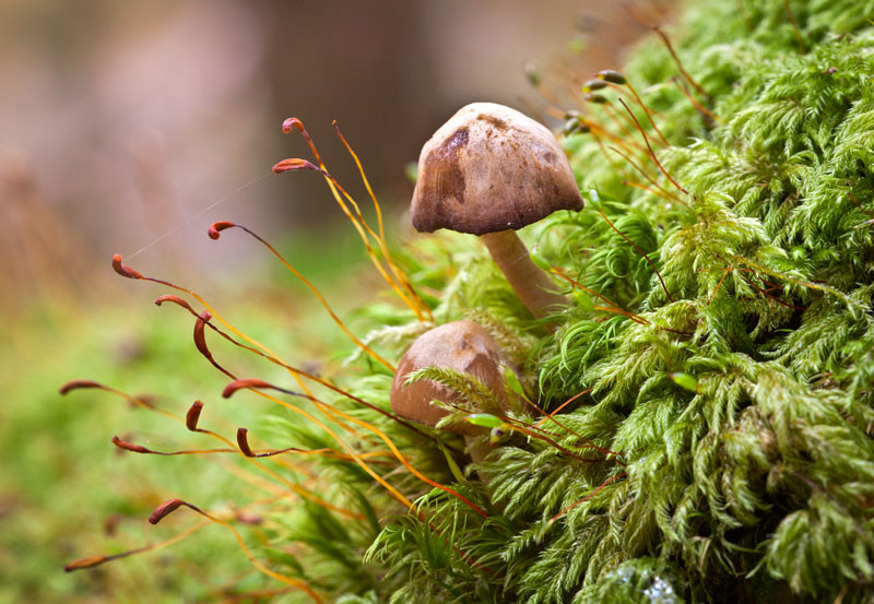 Glendalough Mushrooms - Co Wicklow