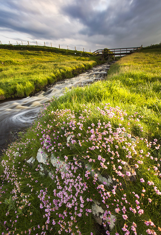 Coastal Bloom - Co Antrim