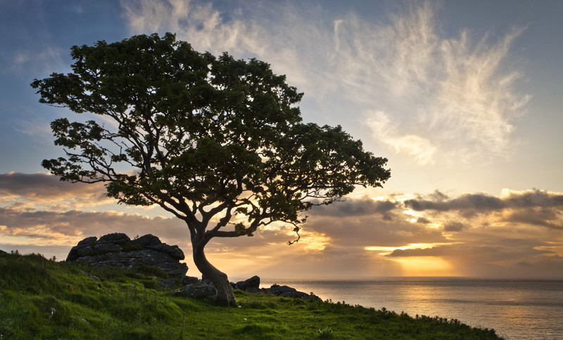 Tree at Murlough - Co Antrim