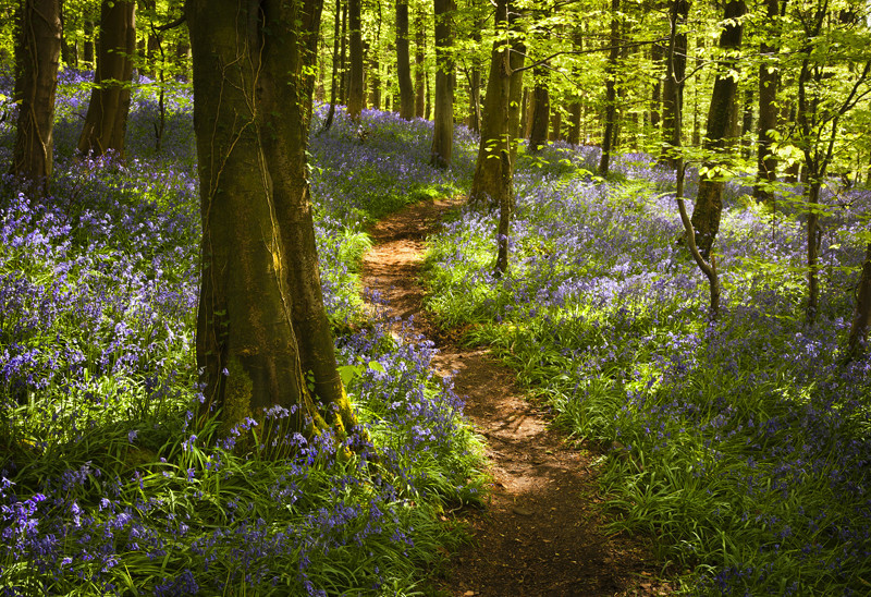 Winding through the Bluebells - Co Down