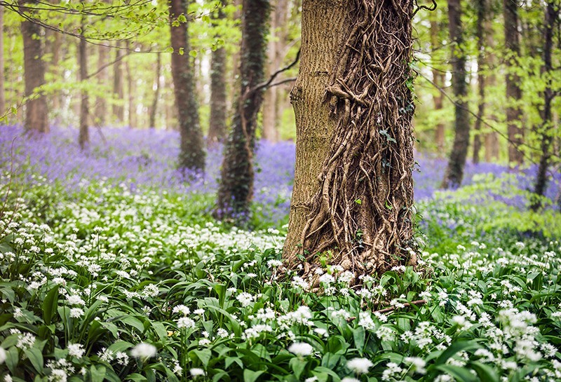 Bluebells & Garlic - Co Down