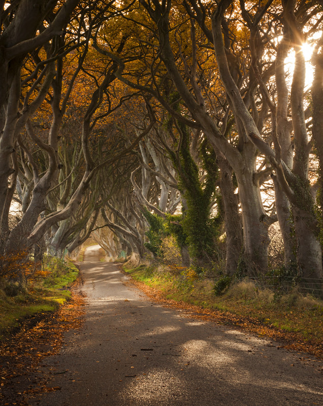 Autumn Light - Co Antrim
