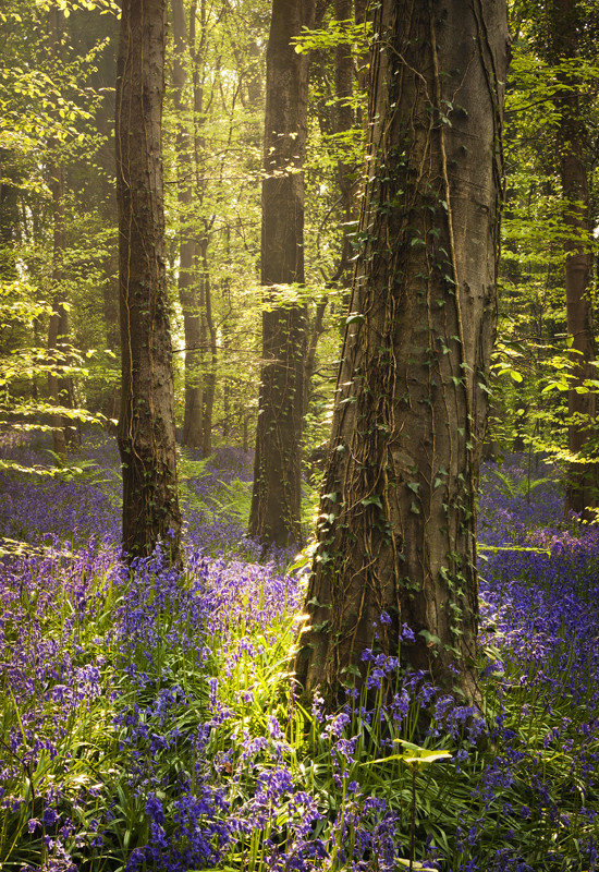 Evening Bluebells - Co Down