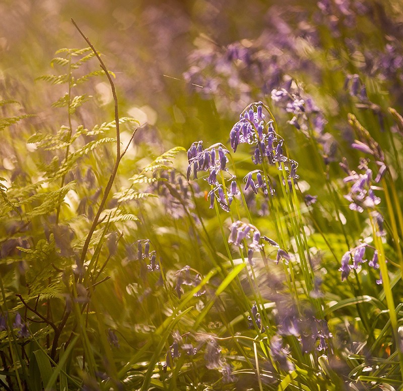 Bluebells in Sunlight - Co Down