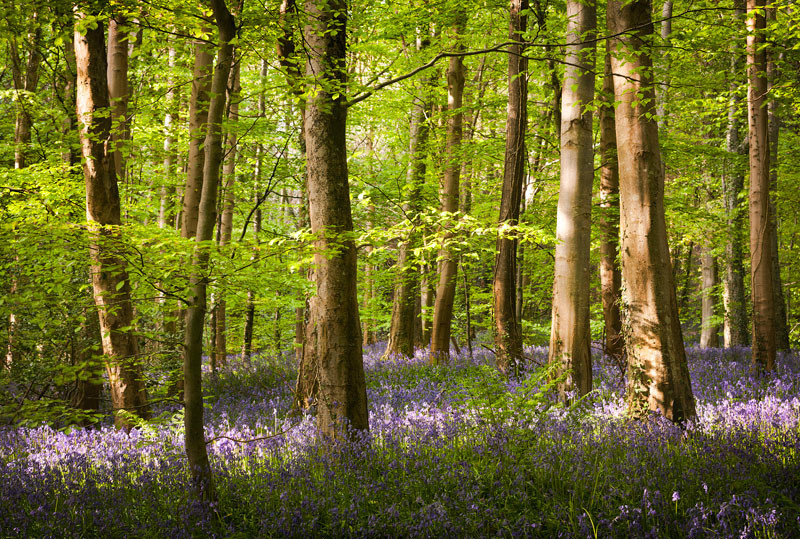 Bluebell Woods - Co Down