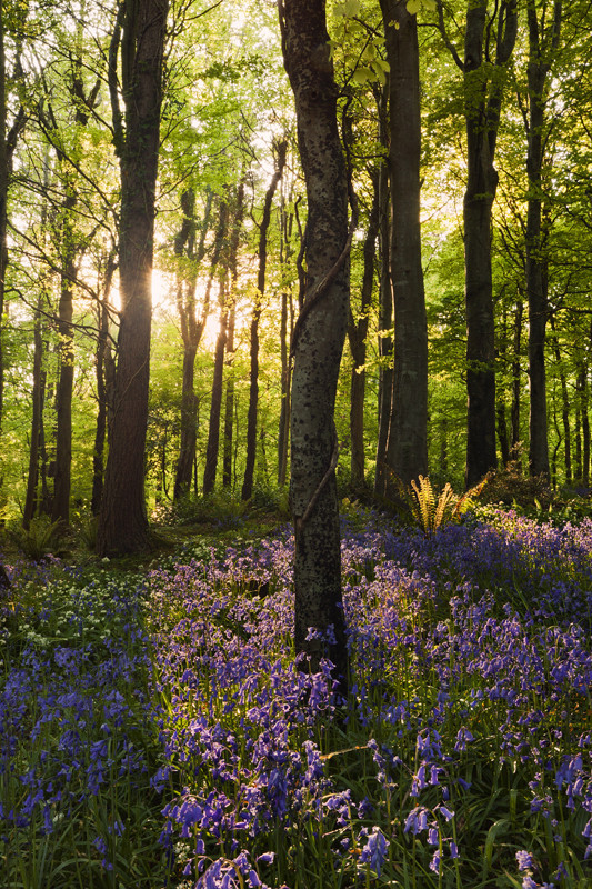 Bluebells & Light - Co Down