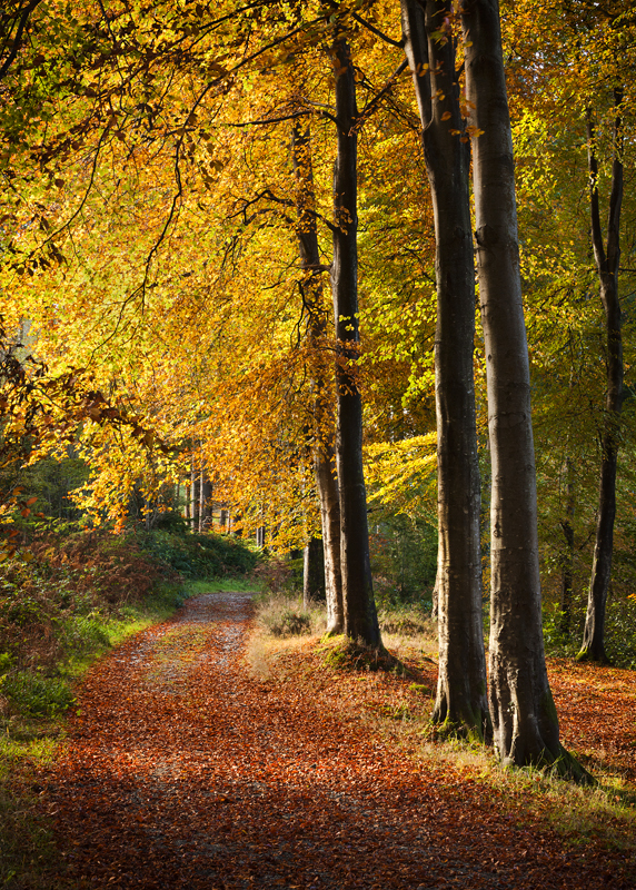 Tollymore in Autumn