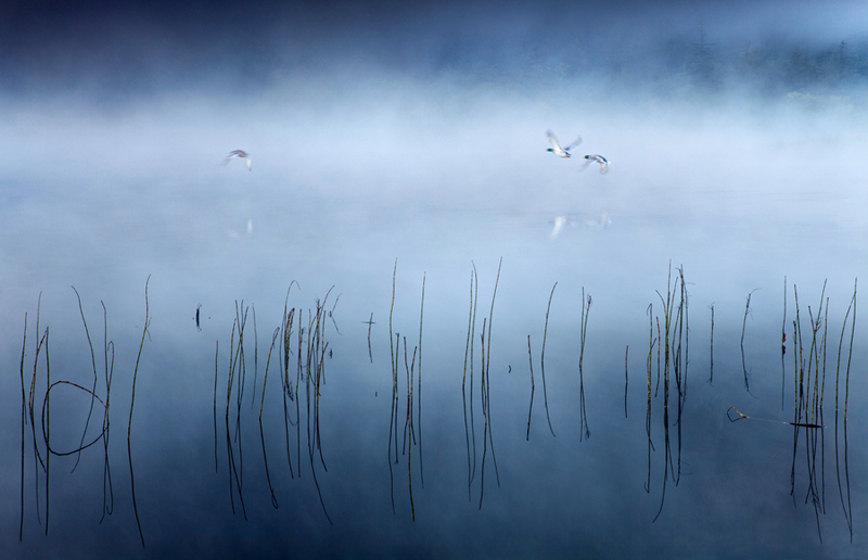 Morning Flight - Co Wicklow