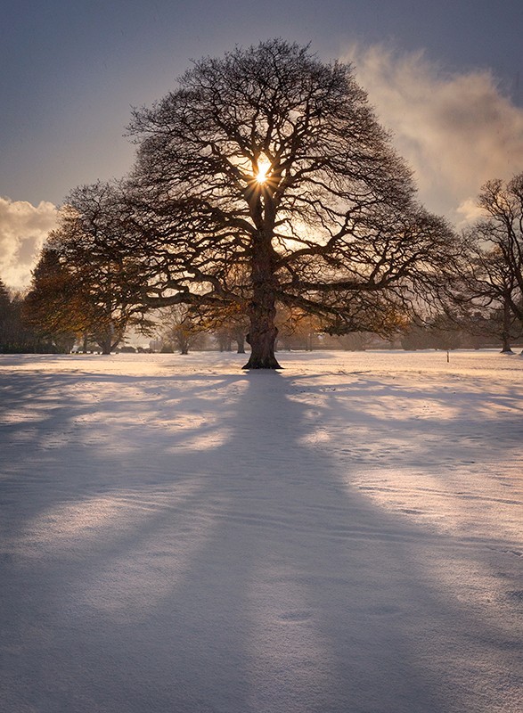 Winter Oak - Co Down