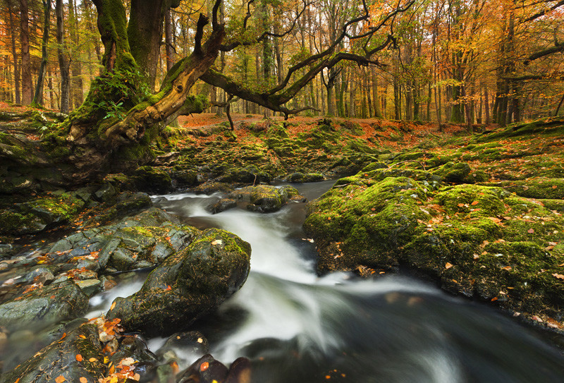 Autumnal Tollymore