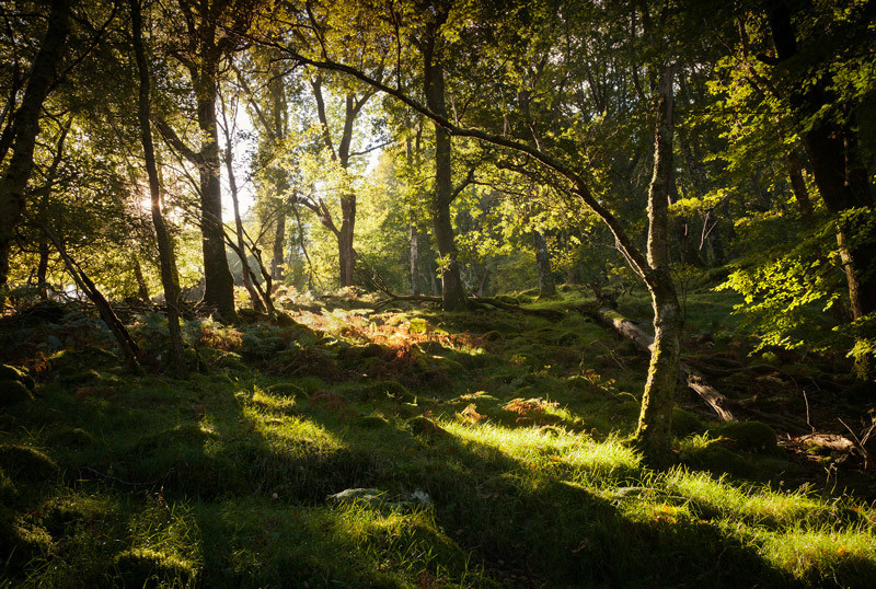 Wicklow Woodland - Co Wicklow