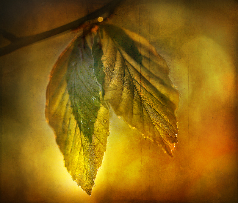 Sunset Leaves - Co Armagh
