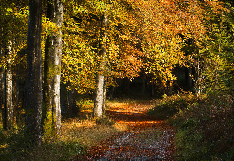 Autumn Light