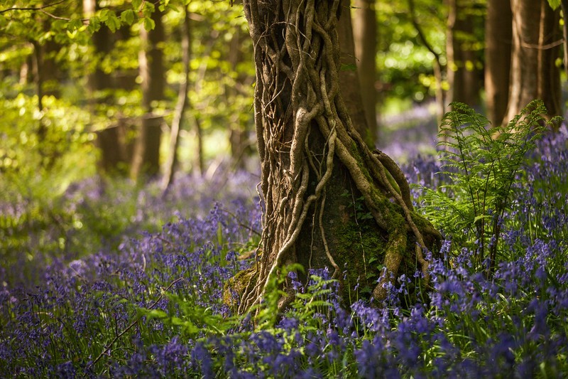 In Among the Bluebells - Co Down