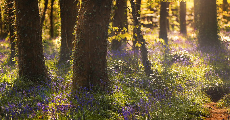 Bluebells - Co Down
