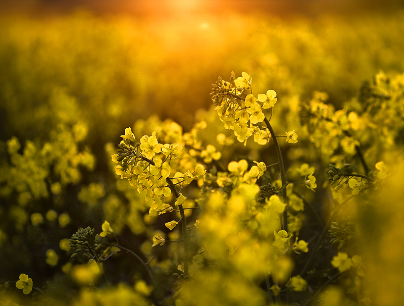 Rapeseed at Sunset - Co Armagh