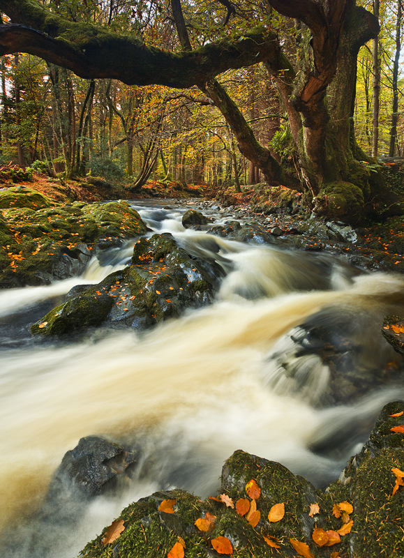 Autumn in Tollymore - Co Down