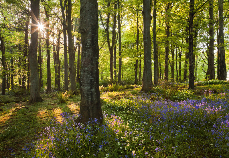 Tollymore Magic - Co Down