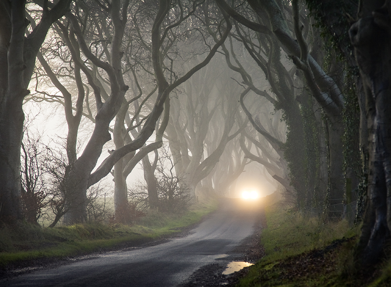The Dark Hedges - Co Antrim