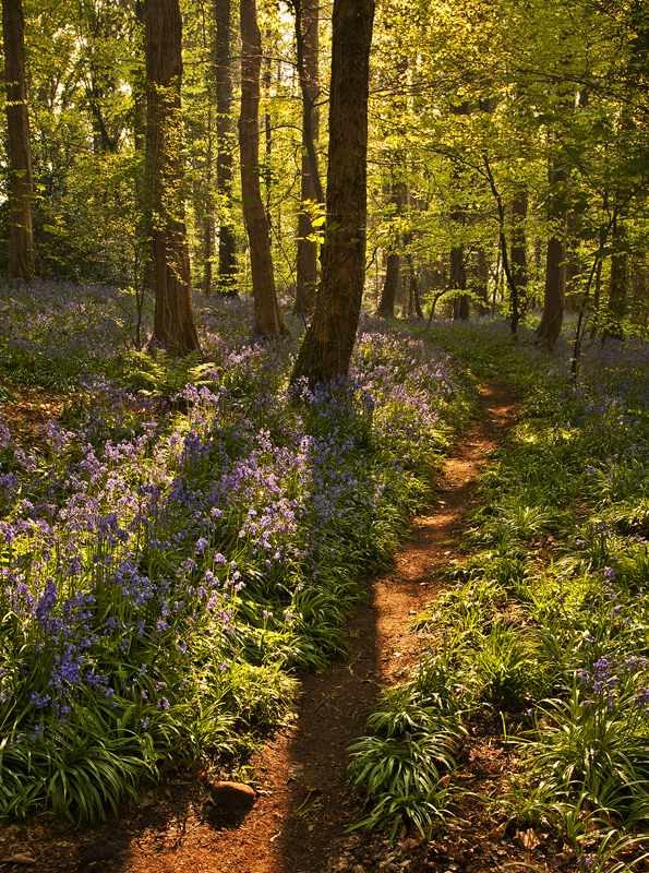Bluebell Path - Co Down