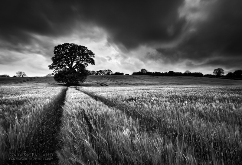 The Barley Field - Black & White