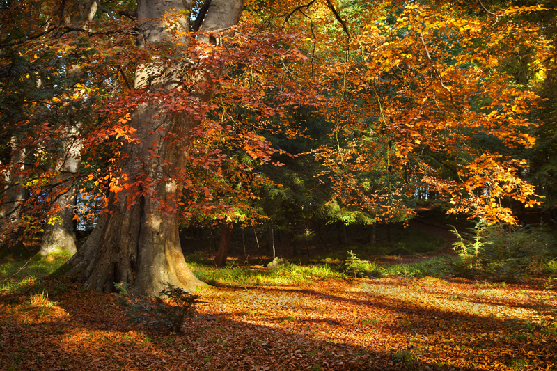 Autumn Colour - Co Down