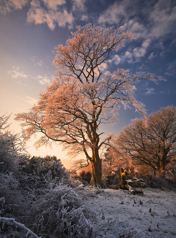Warm Winter Light - Co Armagh