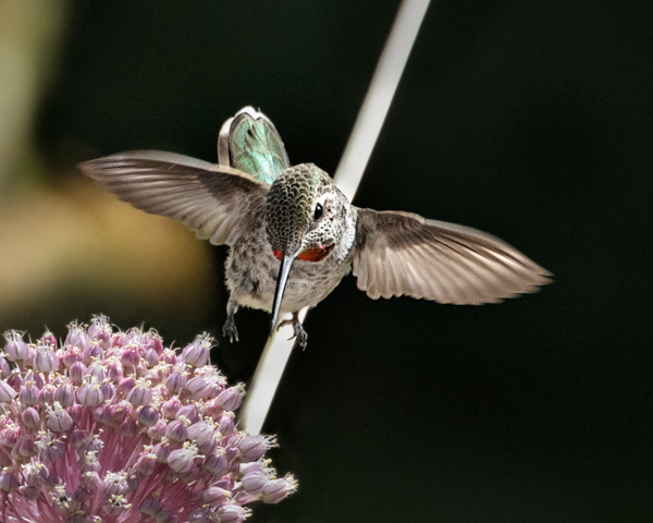Anna's headed for allium - Hummingbirds
