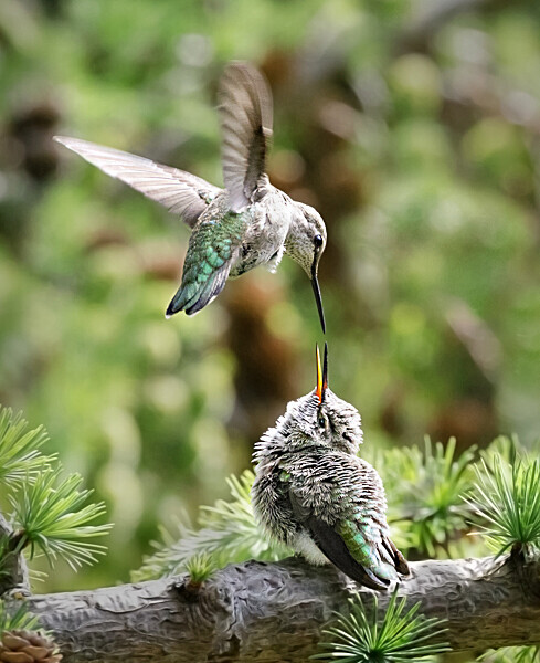 Anna's feeding fledgling - 2 - Hummingbirds