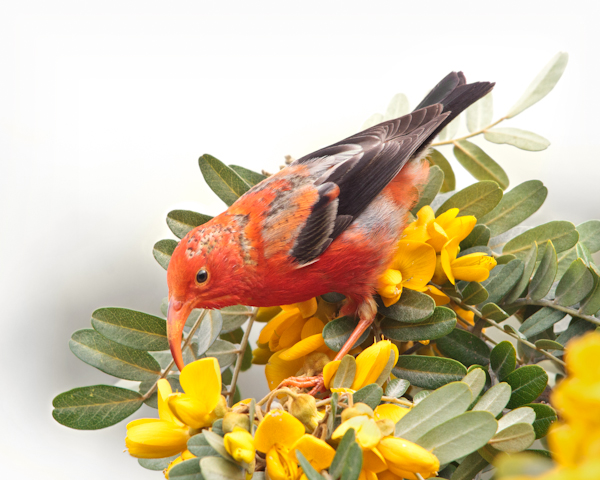 ‘I‘iwi at Kīpuka Kulalio - ‘I‘iwi