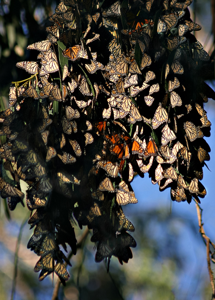 Monarch butterflies - Local (mainland) Attractions