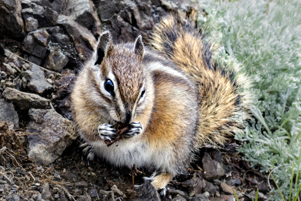 Olympic chipmunk - Local (mainland) Attractions