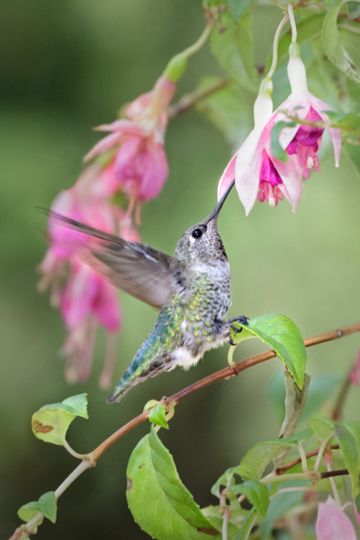 Anna's clinging to fuschia leaf - Hummingbirds