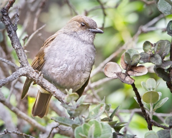 ‘Ōma‘o in ‘Ōhi‘a Tree - ‘Ōma‘o
