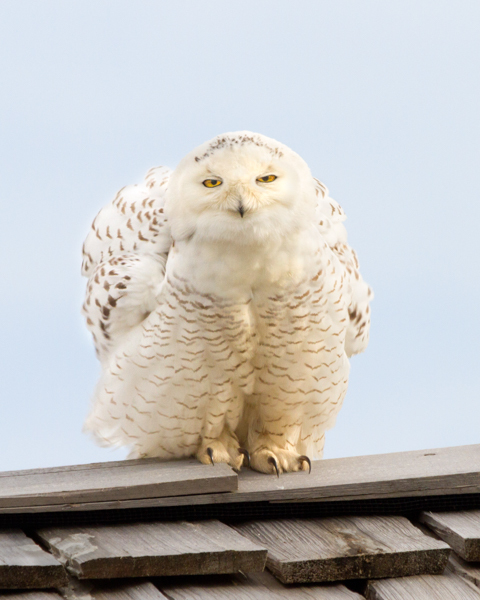 Snowy Owl - Local (mainland) Attractions