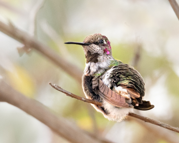 Anna's preening - 2 - Hummingbirds