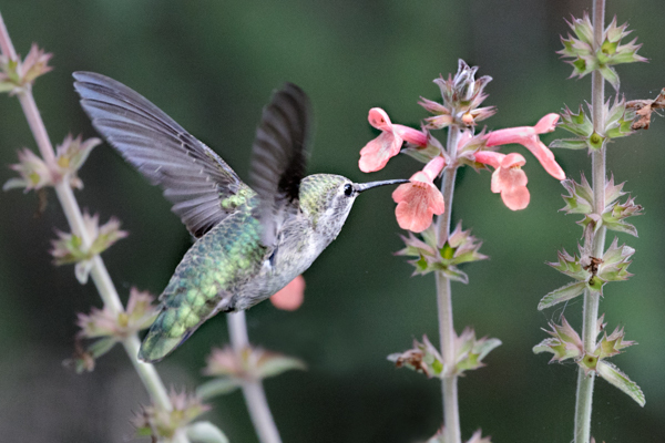 Anna's & Stachys - Hummingbirds