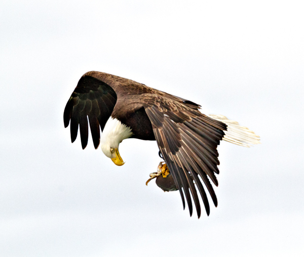 Bald Eagle with Crab - Local (mainland) Attractions