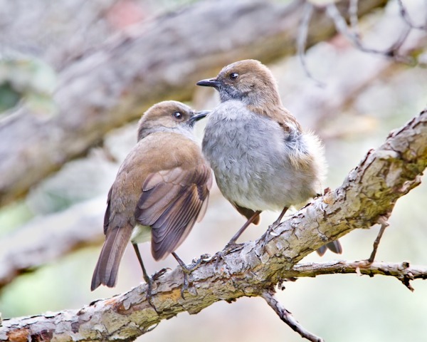 ‘Ōma‘o Courting - ‘Ōma‘o
