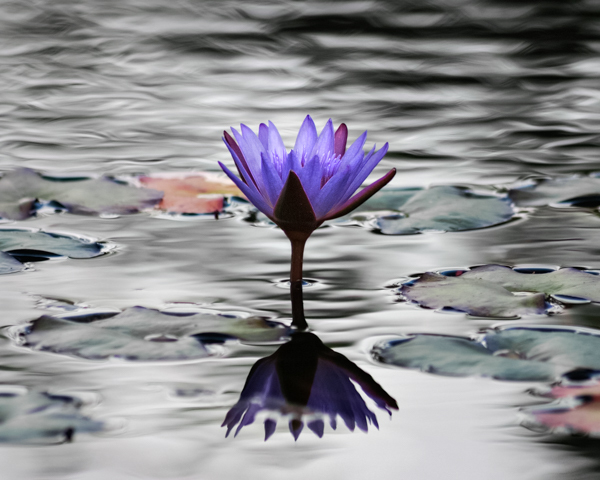 Lily in silver water - At the Water's Edge