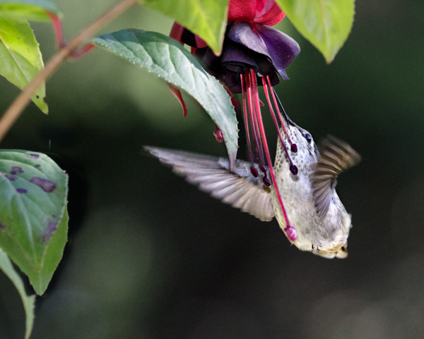 Anna's with furled wing - Hummingbirds