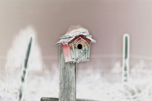Birdhouse in Snow - Landscapes