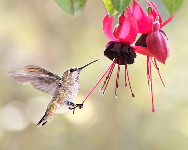 Anna's - Seize the day - Hummingbirds