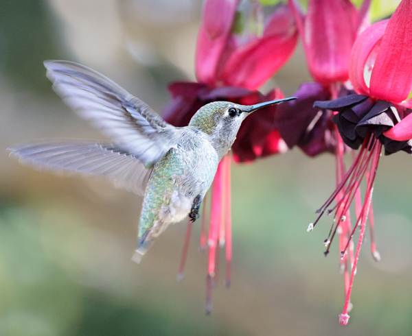 Anna's and fuchsia - Hummingbirds