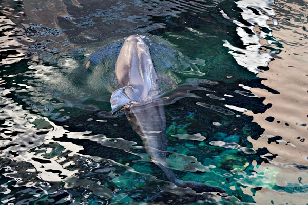Dolphins 3 - Illuminated Dolphins