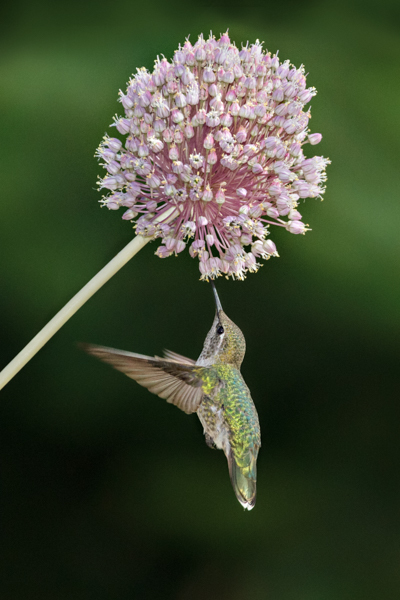 Anna's & allium - Hummingbirds