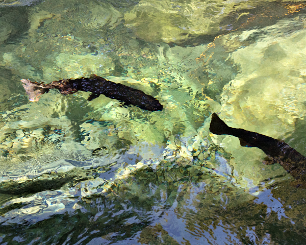 Coho Salmon - 3 - Local (mainland) Attractions
